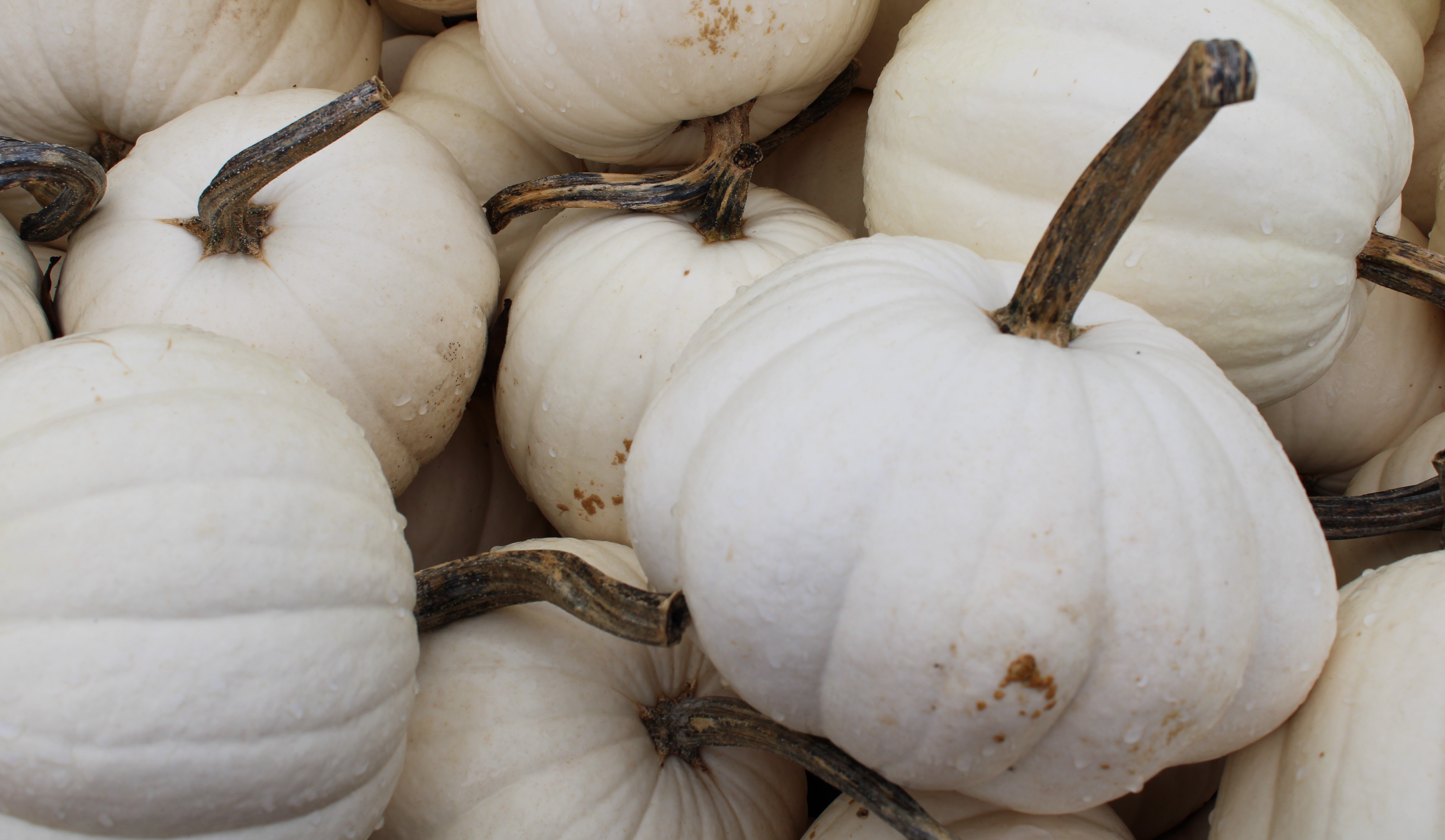 Pumpkin Days 2025
