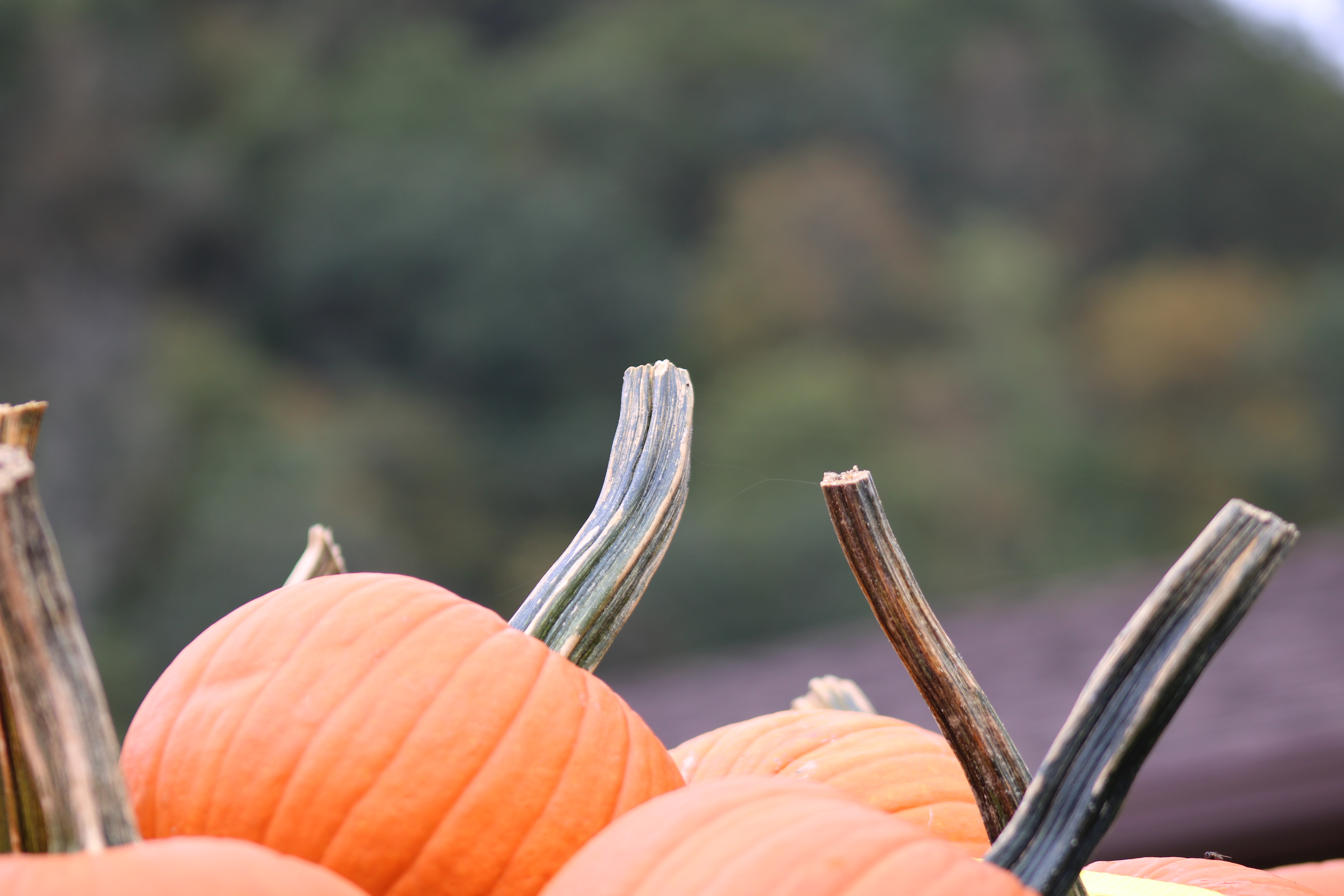 Pumpkin Days