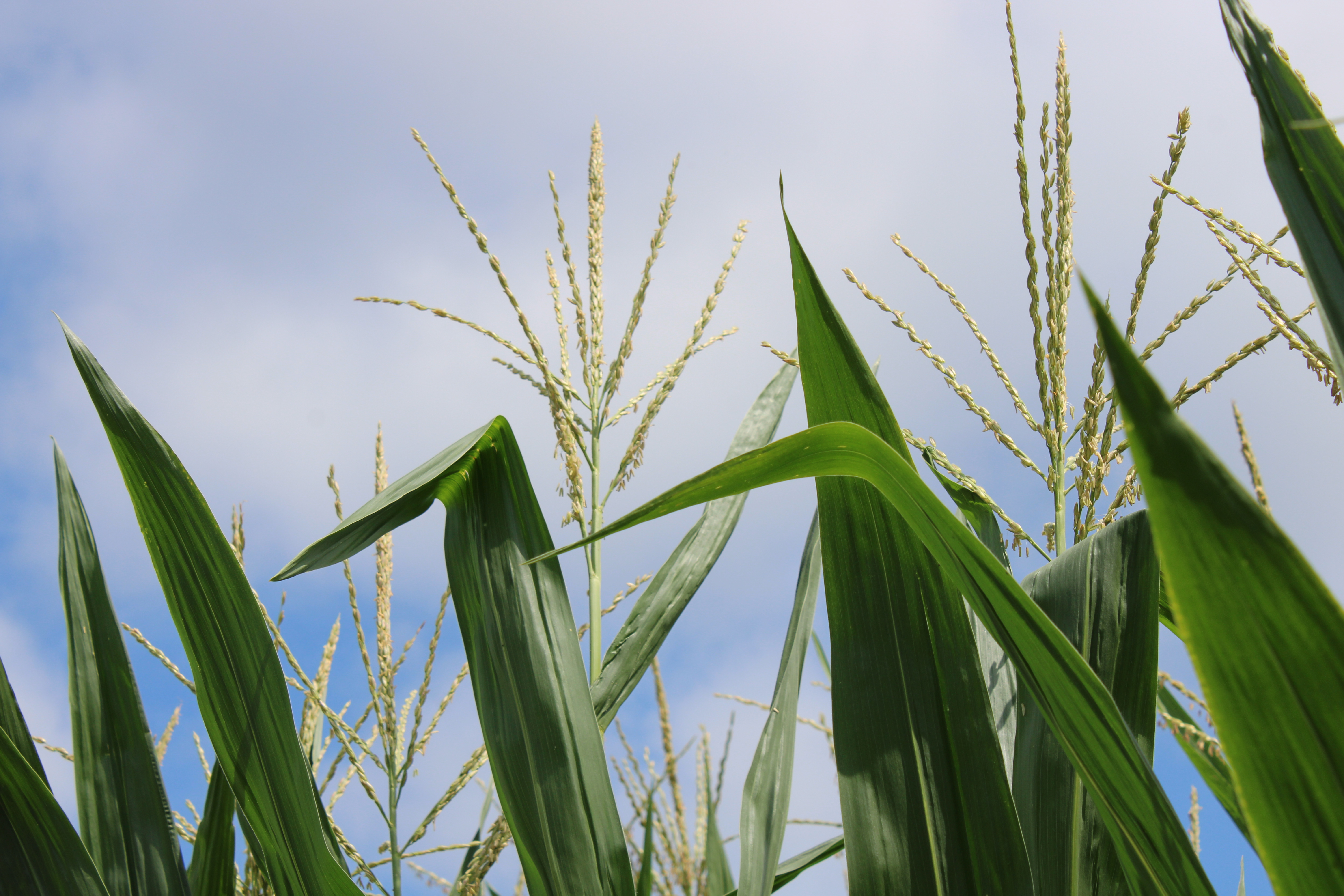Corn