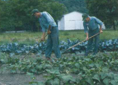 Old Farming Photo