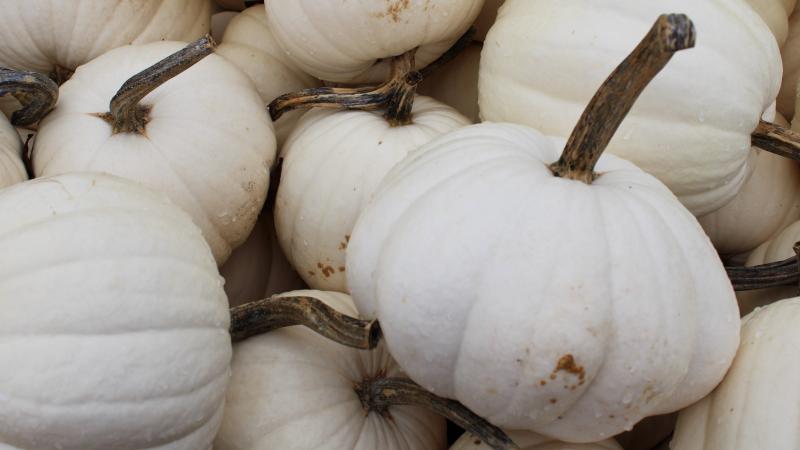 Pumpkin Days 2025
