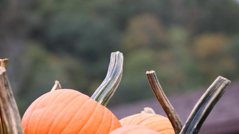 Pumpkin Days