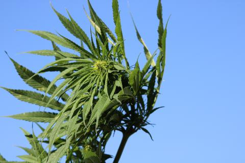 Hemp Research